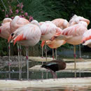 DDOS在线攻击平台